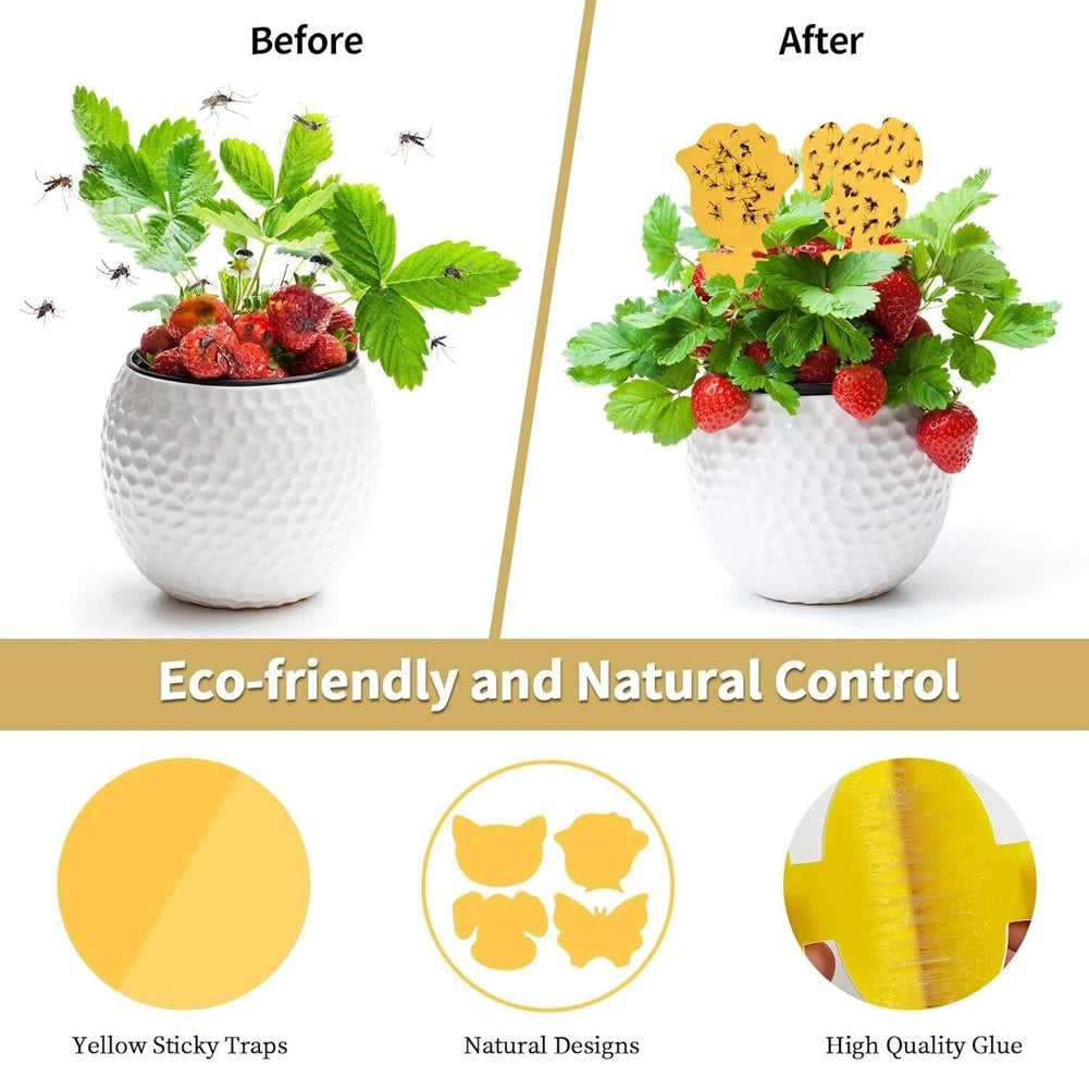 Non-Toxic Decorative Sticky Gnat Traps